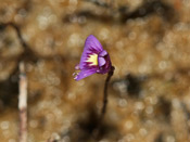 Utricularia violacea