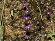 Utricularia violacea