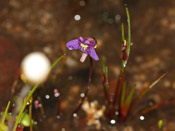 Utricularia violacea