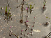 Utricularia violacea