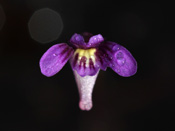 Utricularia violacea