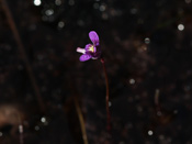 Utricularia violacea