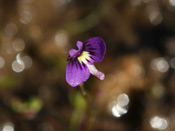 Utricularia violacea