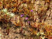 Utricularia violacea