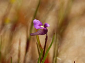 Utricularia violacea