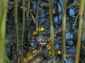 Utricularia x neglecta