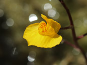 Utricularia x neglecta - Blüte