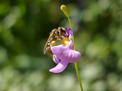 Utricularia warburgii