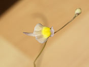 Utricularia welwitschii - Blüte