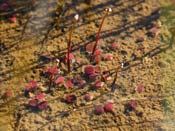 Utricularia westonii