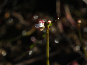 Utricularia westonii