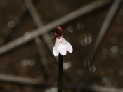 Utricularia westonii