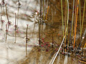 Utricularia westonii