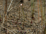 Utricularia westonii