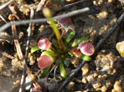 Utricularia westonii