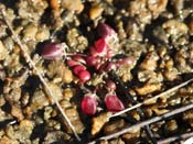 Utricularia westonii