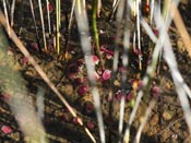 Utricularia westonii