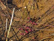 Utricularia westonii