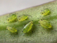 Greenfly