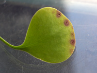 Fungus on Utricularia humboldtii