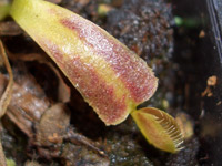 Sunburn on Dionaea muscipula