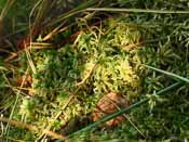 Sphagnum