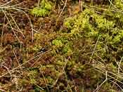 Sphagnum