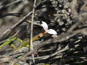 Stylidium spec.