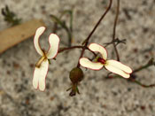 Stylidium schoenoides