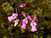 Stylidium spec.