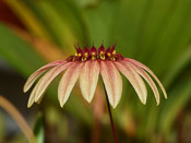 Bulbophyllum brevibrachiatum