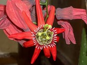 Passiflora racemosa