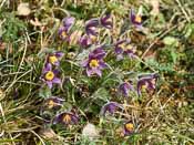 Pulsatilla vulgaris