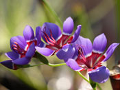 Geissorhiza radians