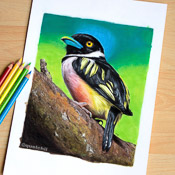 Black and yellow broadbill