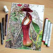 Nepenthes pulchra