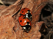 Coccinella septempunctata