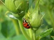 Harmonia axyridis