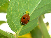 Adalia bipunctata