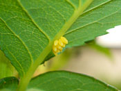 Harmonia axyridis