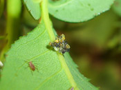 Harmonia axyridis