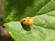 Harmonia axyridis