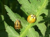 Harmonia axyridis