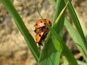 Harmonia axyridis