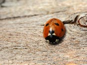 Coccinella septempunctata