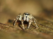 Salticus scenicus